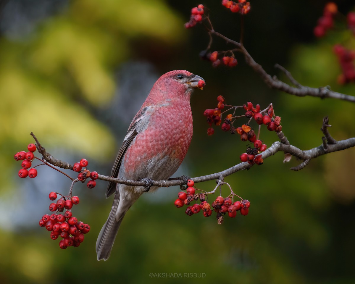 Pine Grosbeak - ML625618654