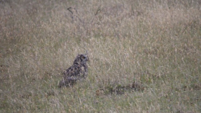 Great Horned Owl - ML625618660
