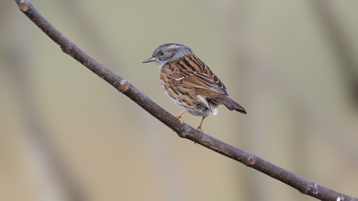 Dunnock - ML625618999