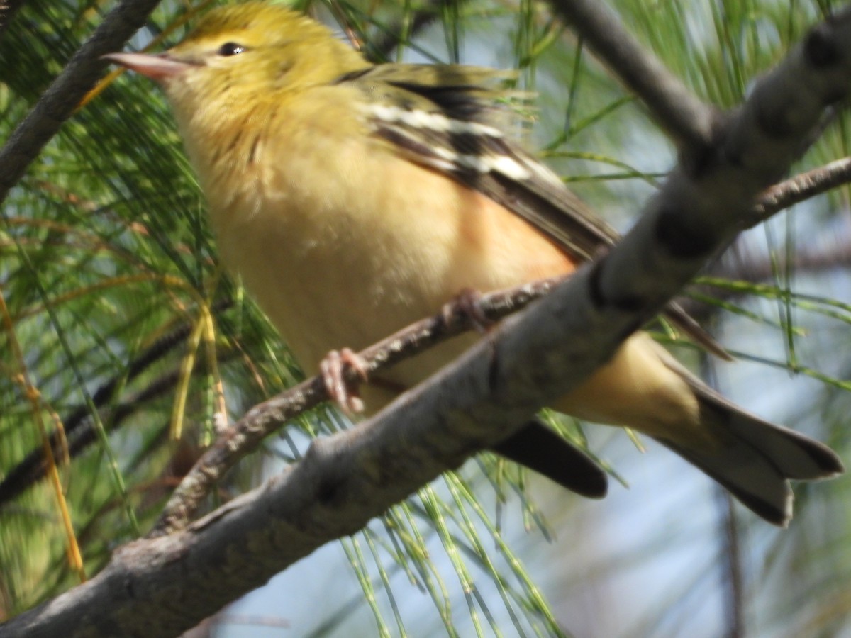 Bay-breasted Warbler - ML625619016