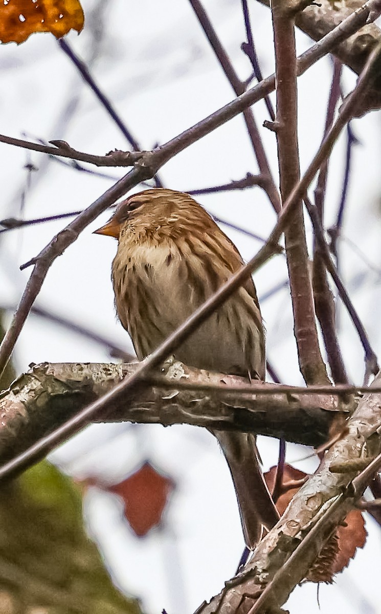 Redpoll (Common/Lesser) - ML625619050