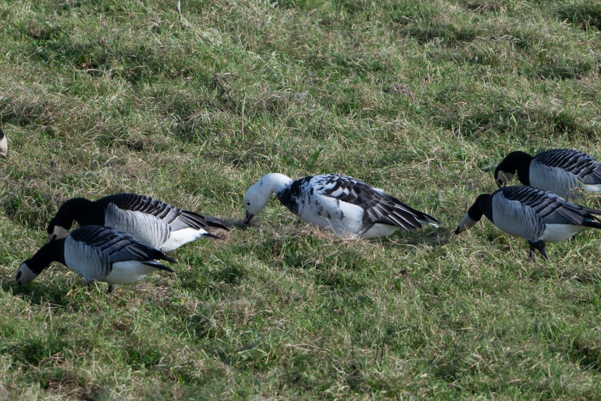 Snow x Barnacle Goose (hybrid) - Guido Van den Troost