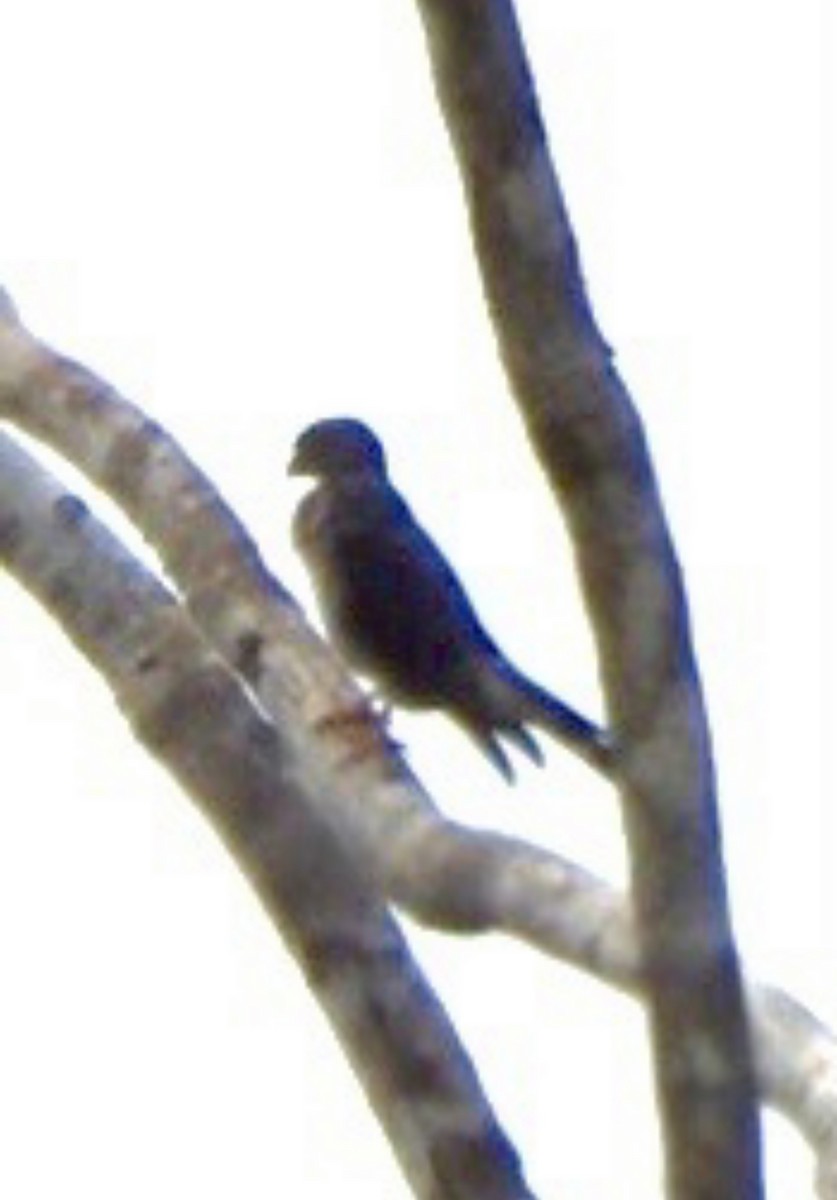 Double-toothed Kite - ML625619093
