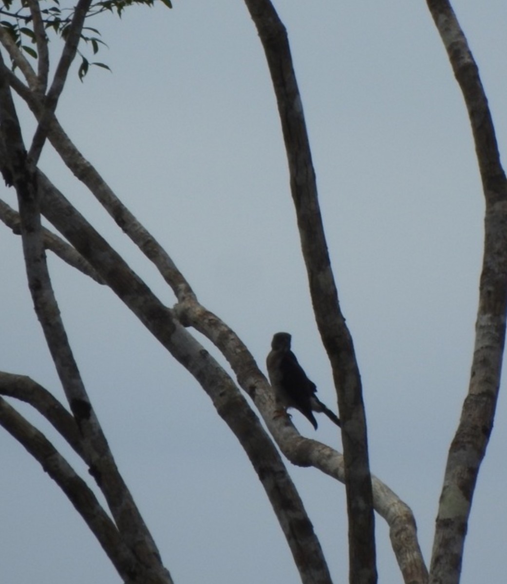 Double-toothed Kite - ML625619094