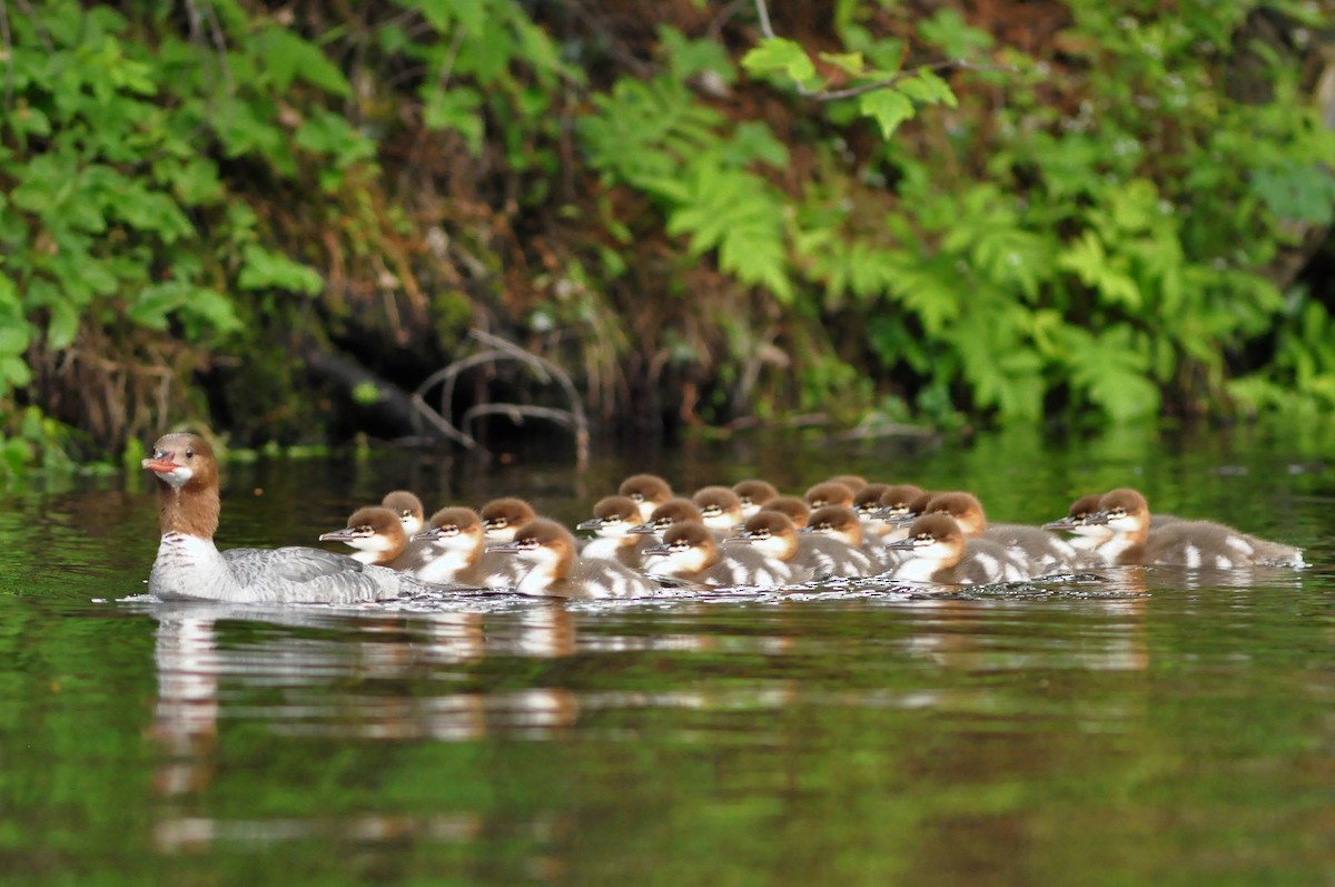 Common Merganser - Steve Kinsley
