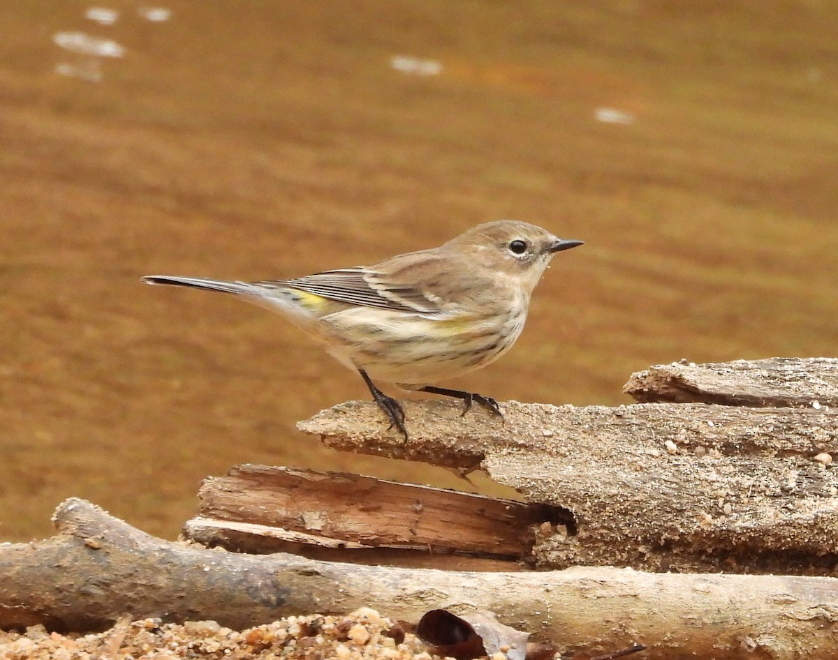 Yellow-rumped Warbler - ML625619200