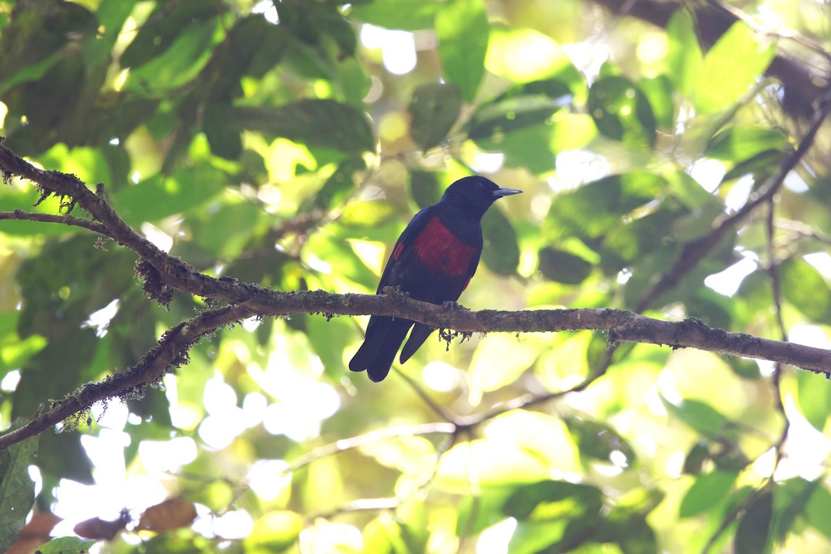 Black-and-crimson Oriole - ML625619225