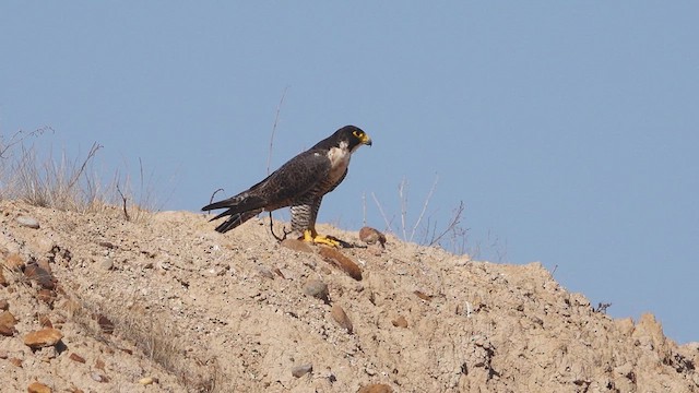Peregrine Falcon - ML625619245