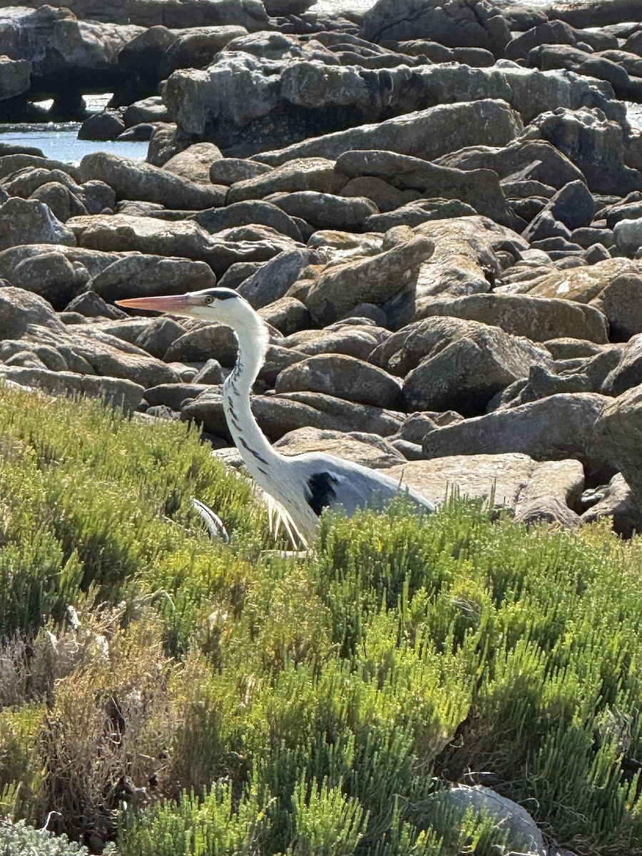 Gray Heron - Alan Westphal