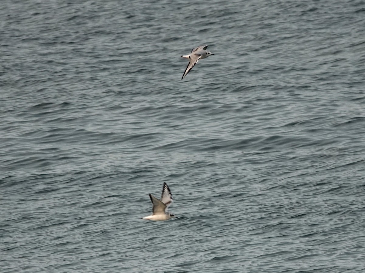 Bonaparte's Gull - ML625619258