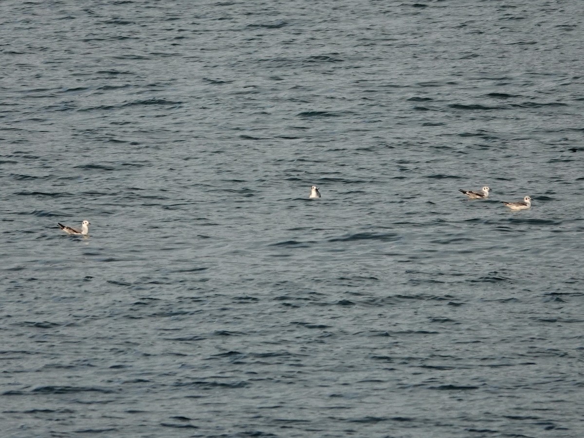 Bonaparte's Gull - ML625619260