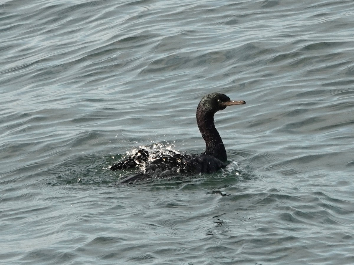 Pelagic Cormorant - ML625619269