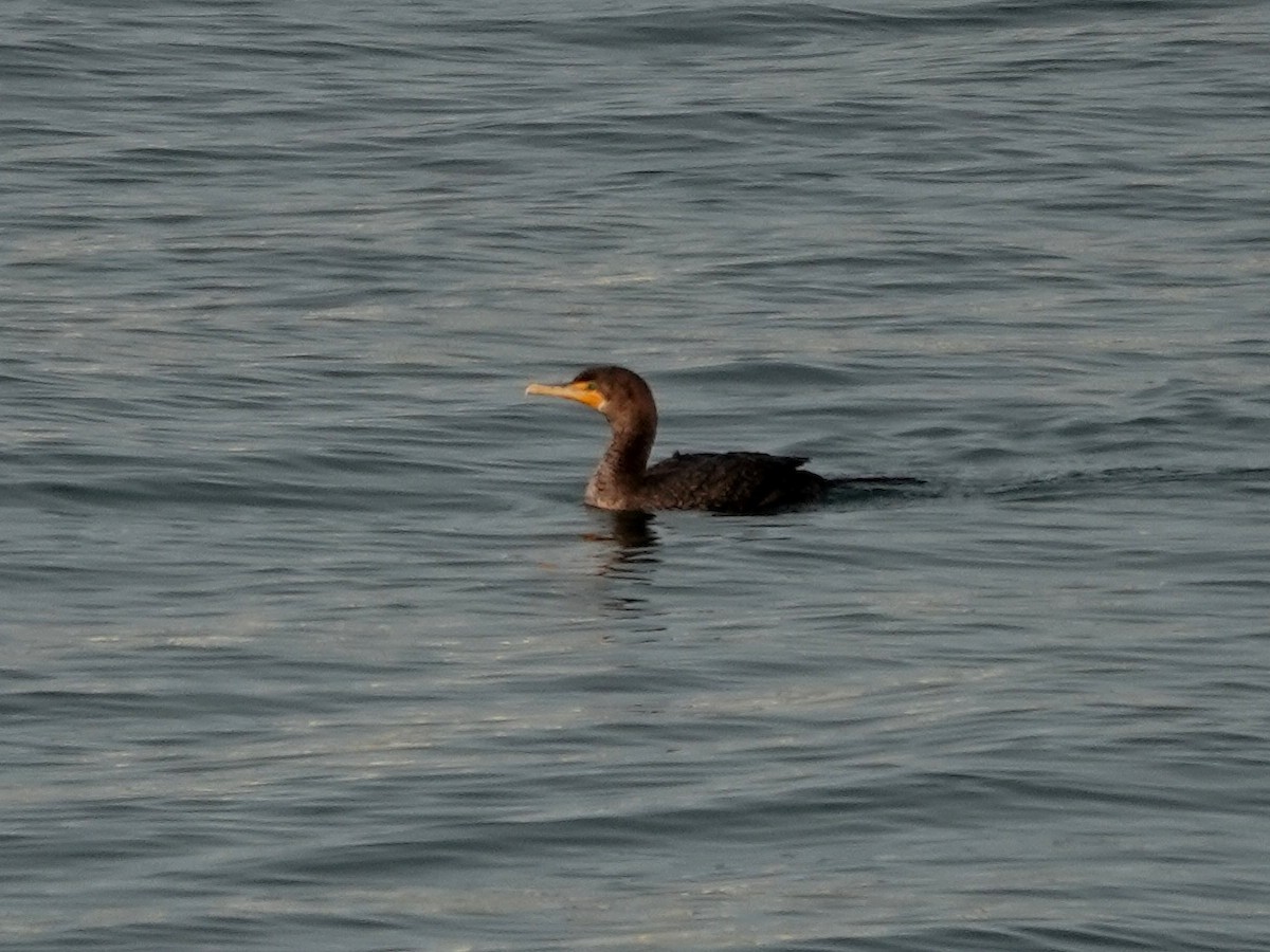 Double-crested Cormorant - ML625619270