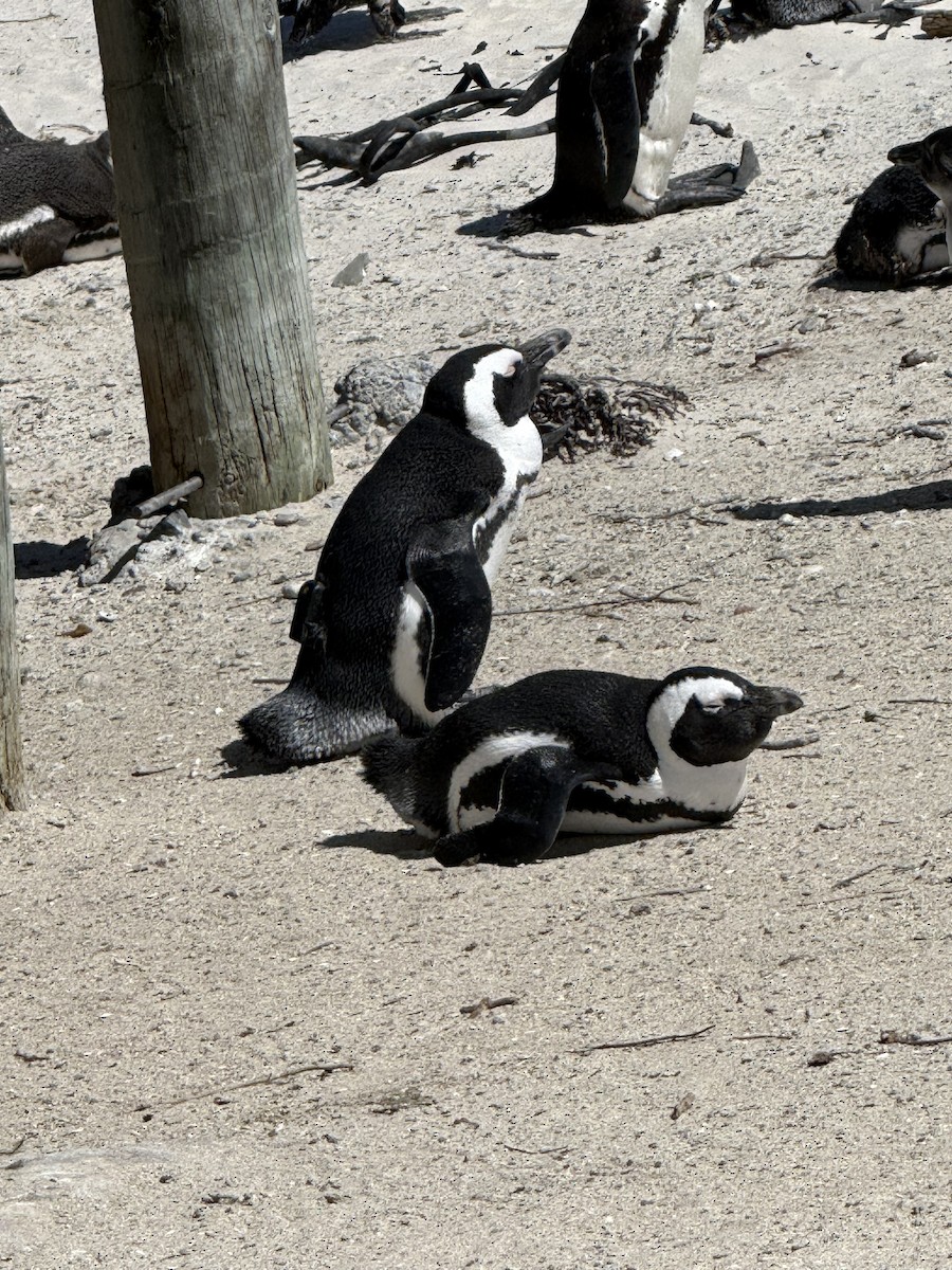 African Penguin - Alan Westphal