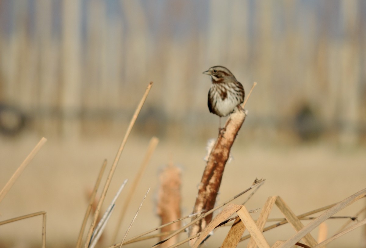 Song Sparrow - ML625619376