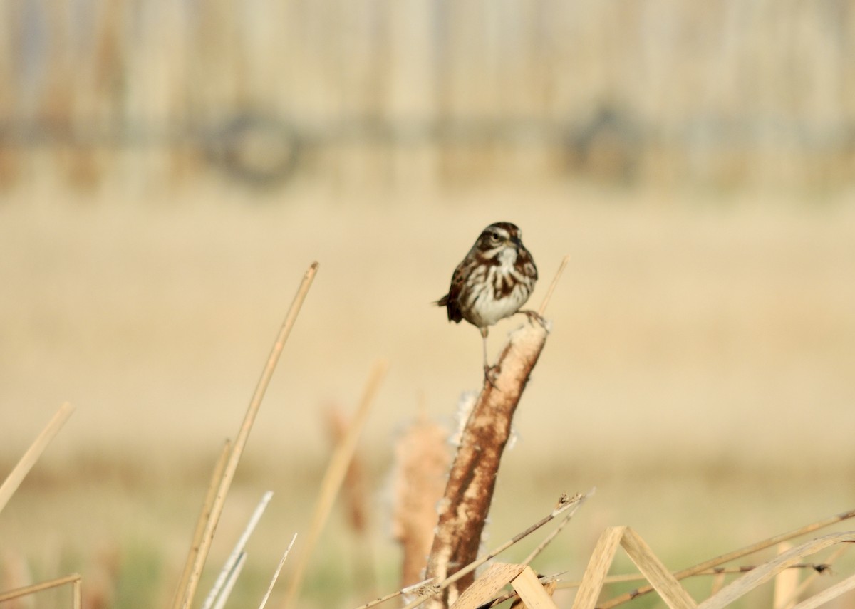 Song Sparrow - ML625619377