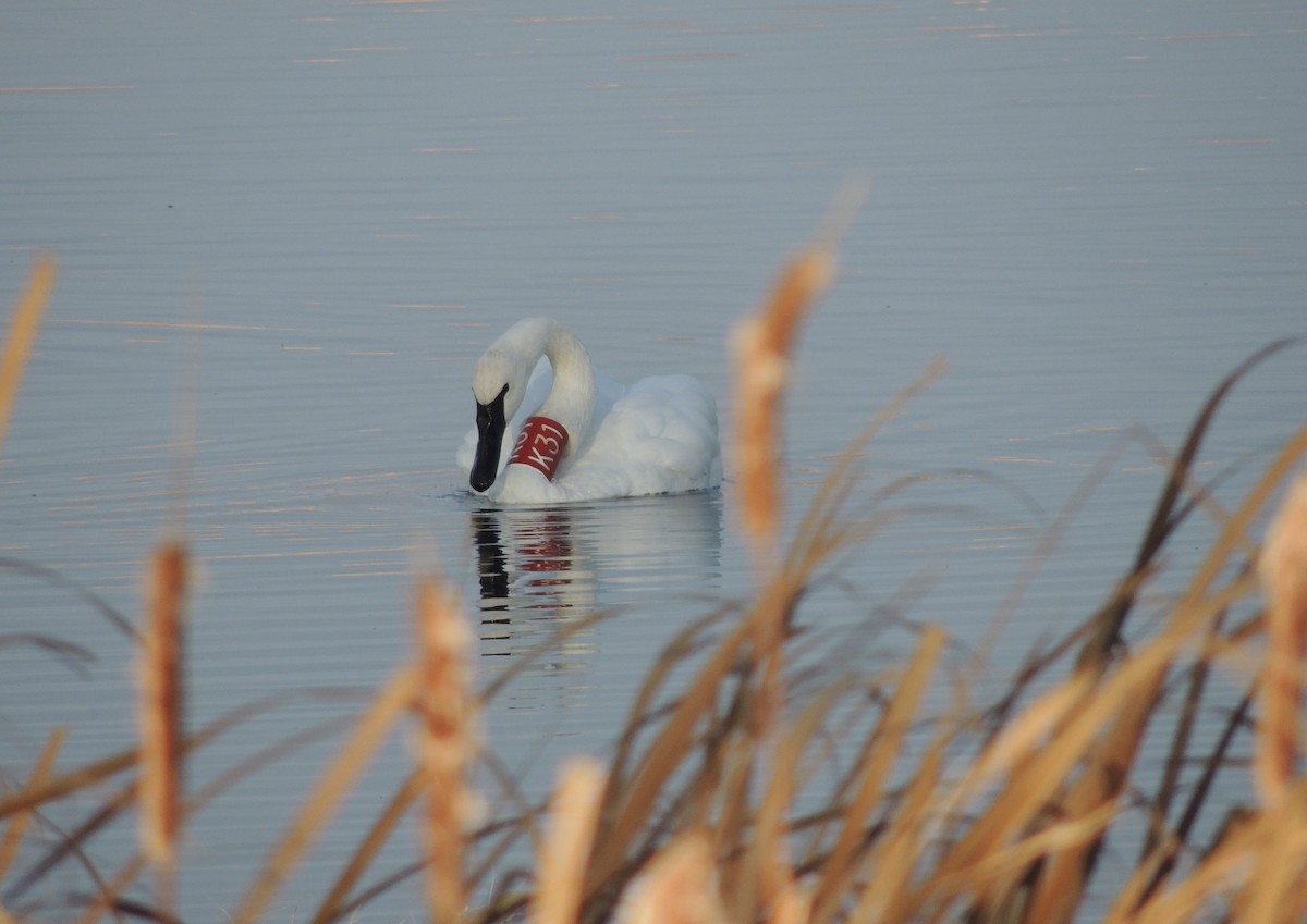 Trumpeter Swan - ML625619417