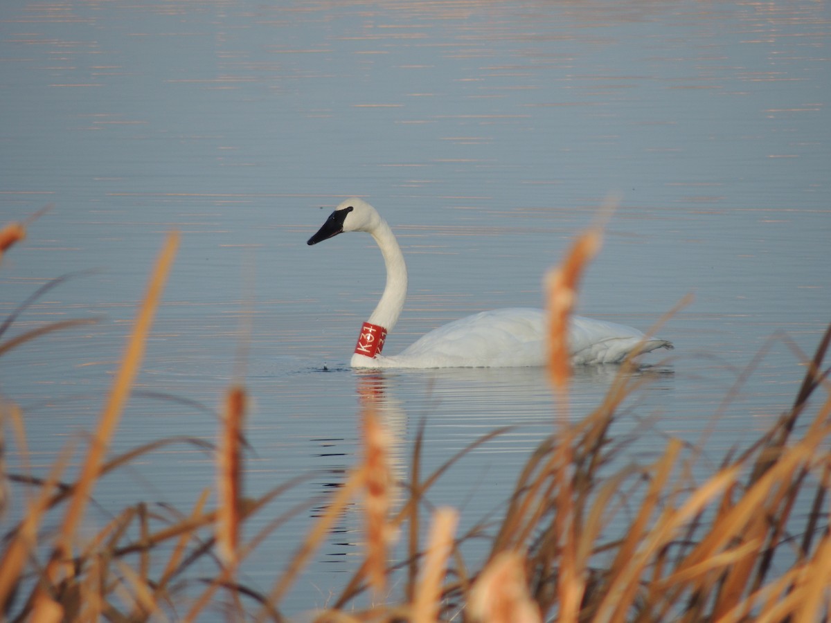 Trumpeter Swan - ML625619418