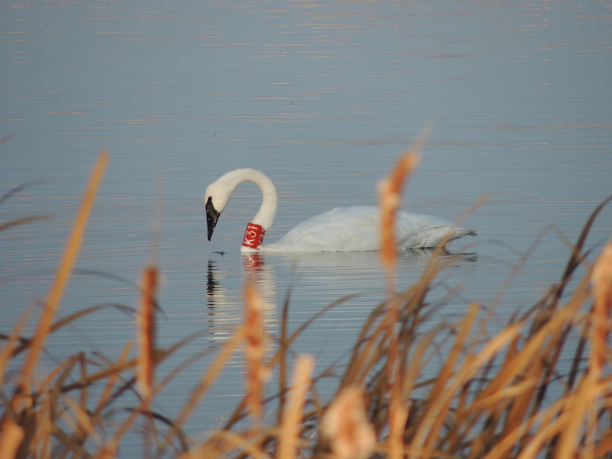 Trumpeter Swan - ML625619419