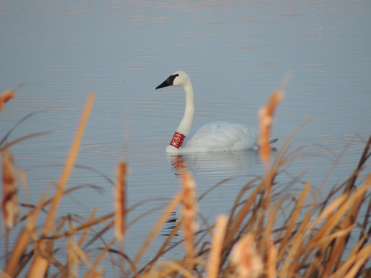 Trumpeter Swan - ML625619420