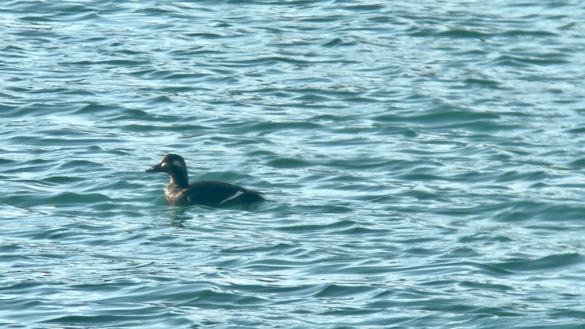 White-winged Scoter - ML625619473