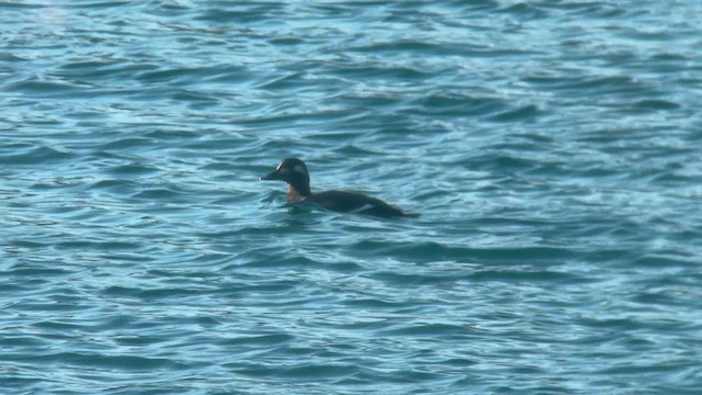 White-winged Scoter - ML625619476