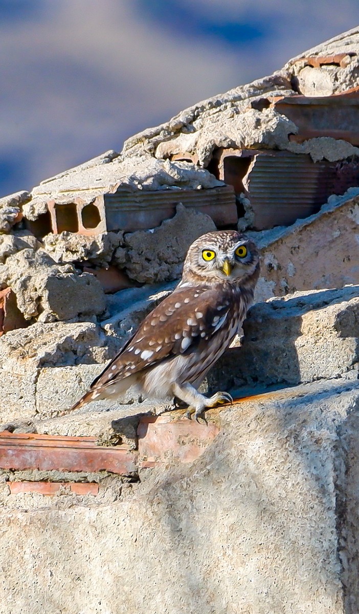 Little Owl - ML625619738