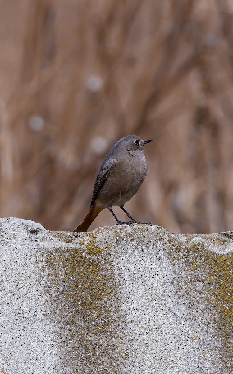 Black Redstart - ML625619746