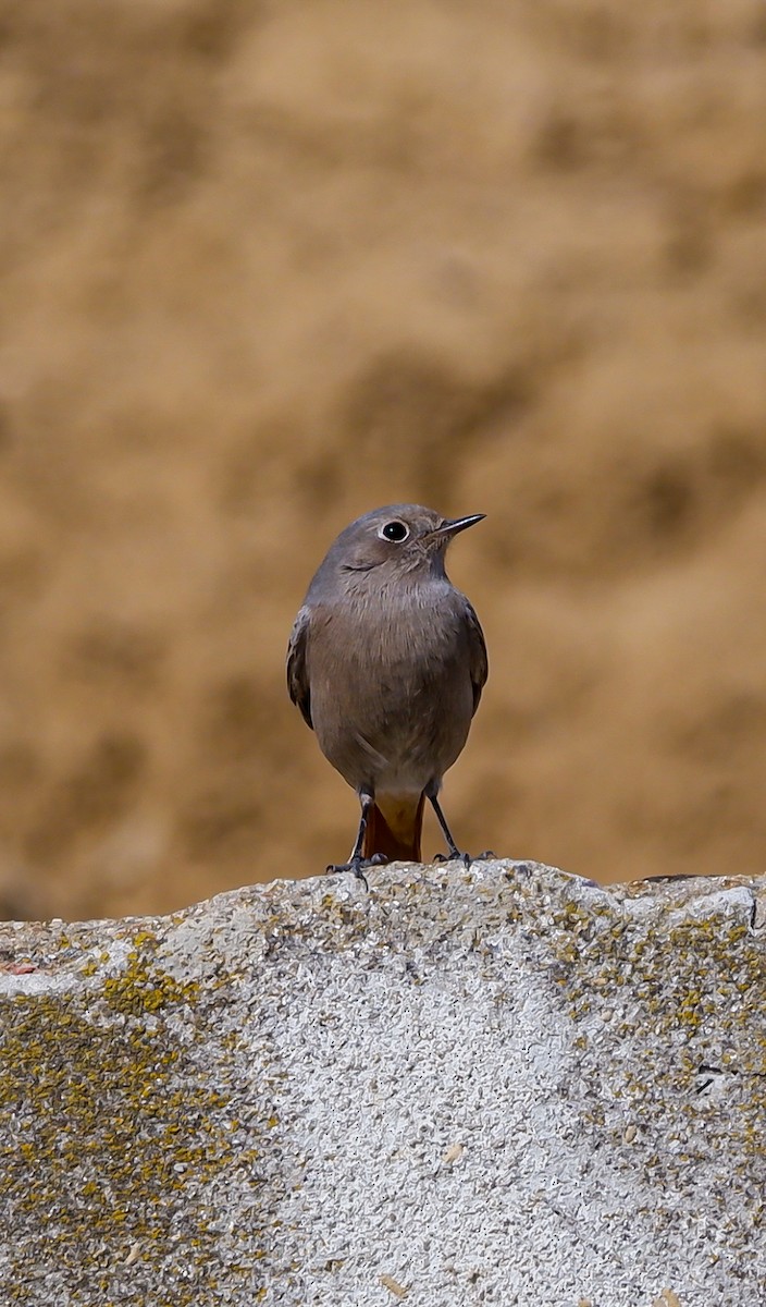 Black Redstart - ML625619747