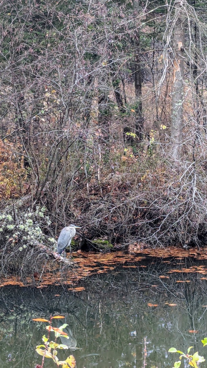 Great Blue Heron - ML625619751