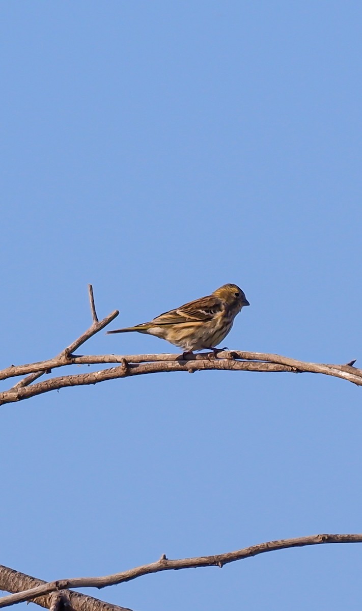 European Serin - ML625619753