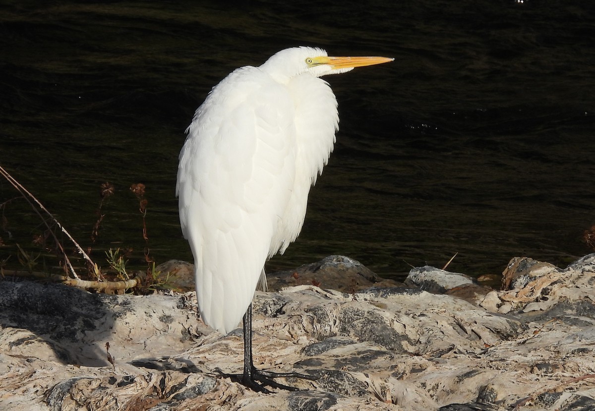 Great Egret - Diana LaSarge and Aaron Skirvin