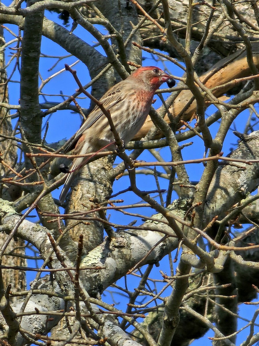 House Finch - Joao Faustino