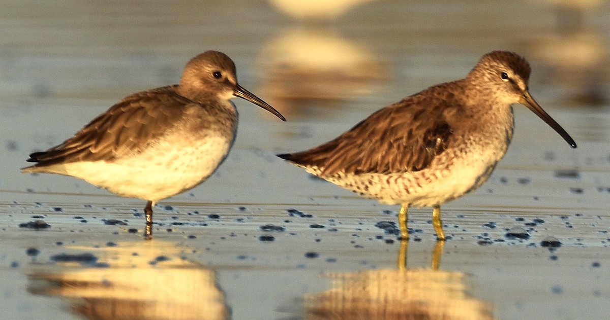 Short-billed Dowitcher - ML625619935