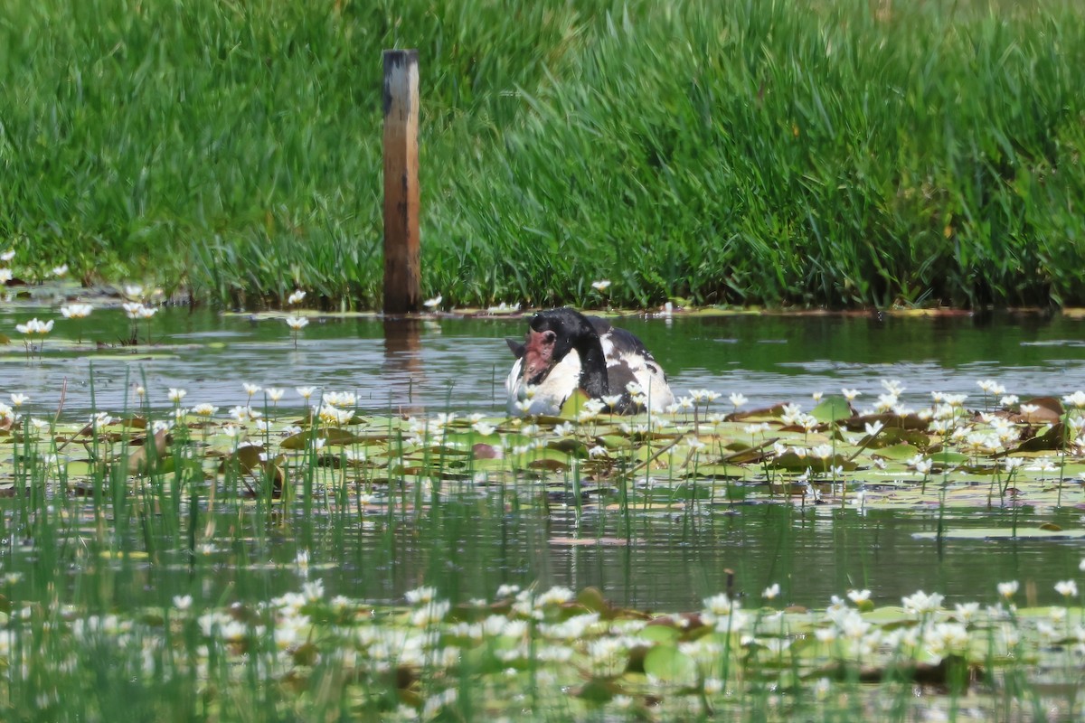 Magpie Goose - ML625619948