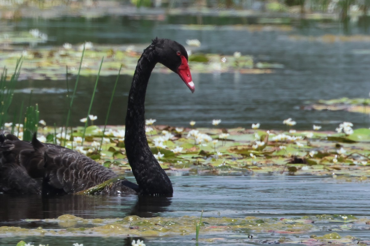 Black Swan - ML625619959