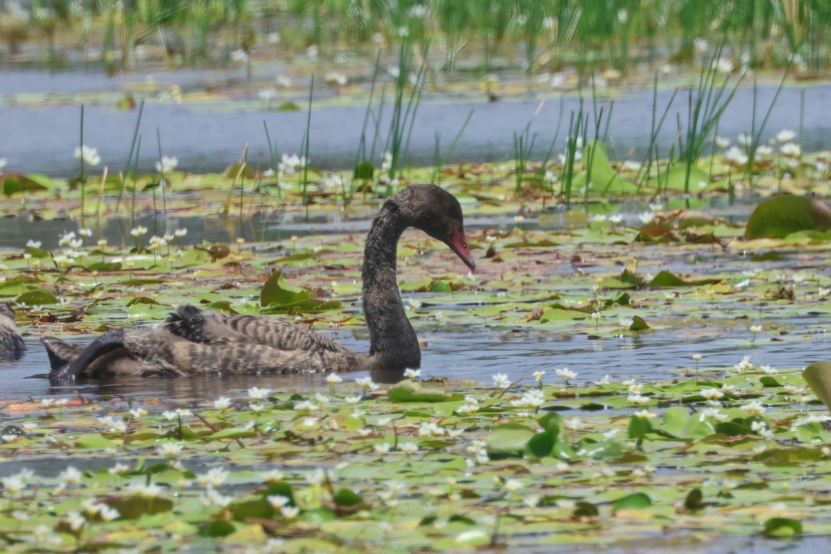 Black Swan - ML625619960