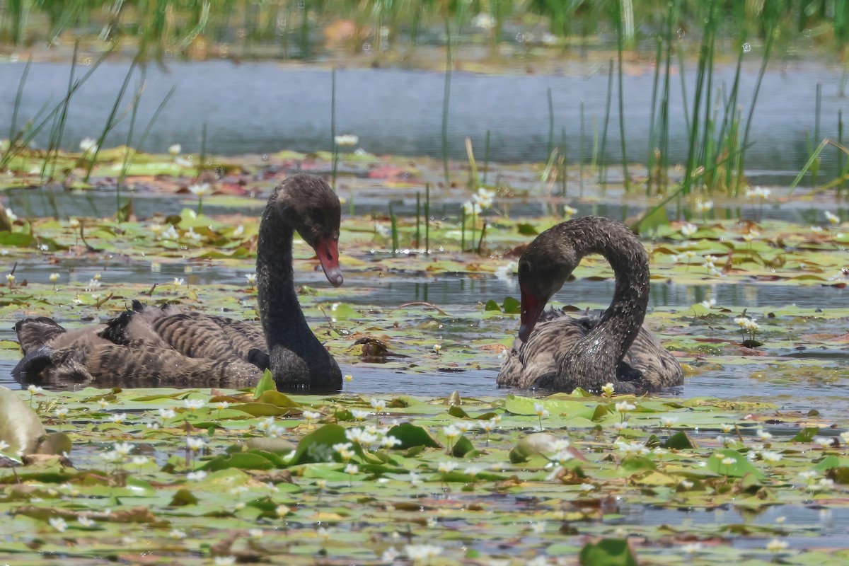 Black Swan - ML625619961