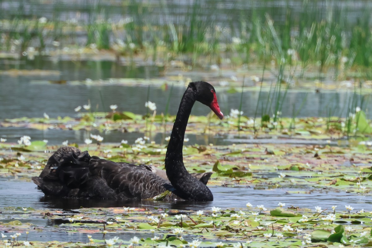 Black Swan - ML625619962