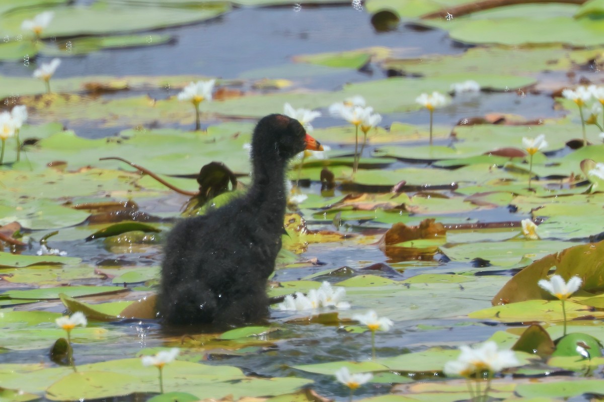 Dusky Moorhen - ML625619974