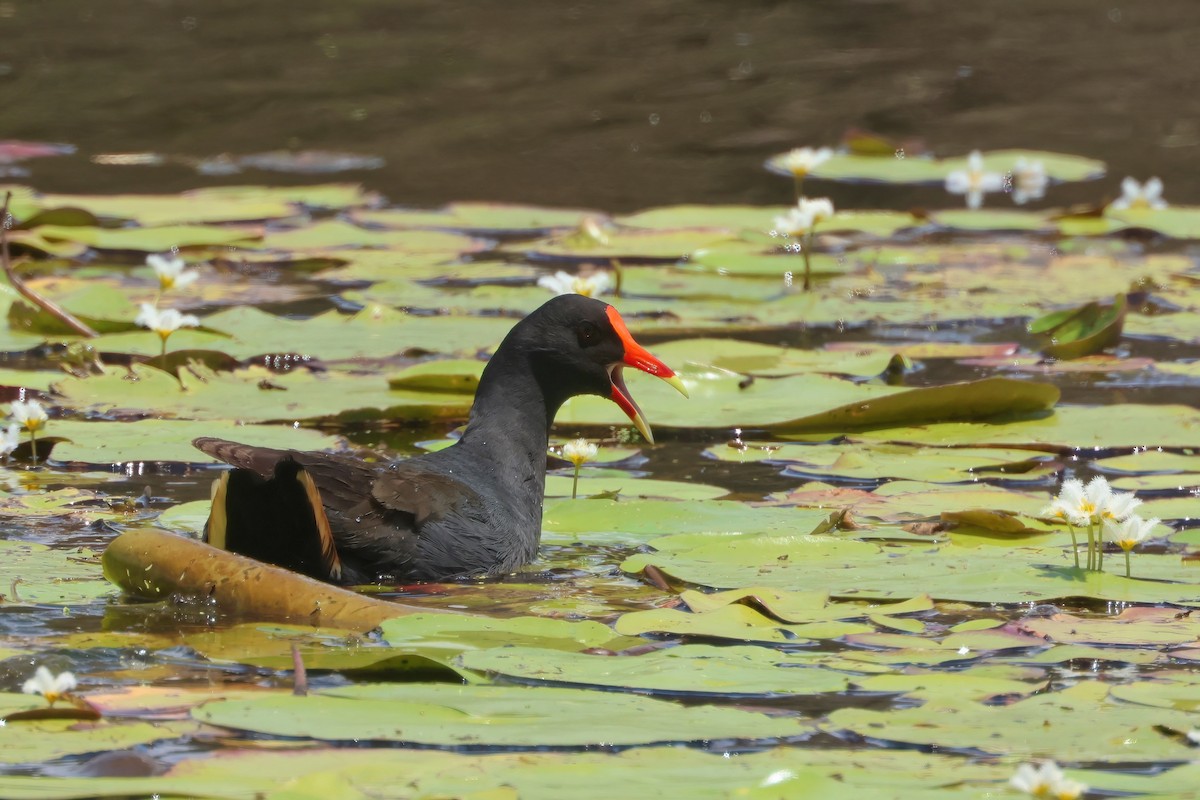 Dusky Moorhen - ML625619975