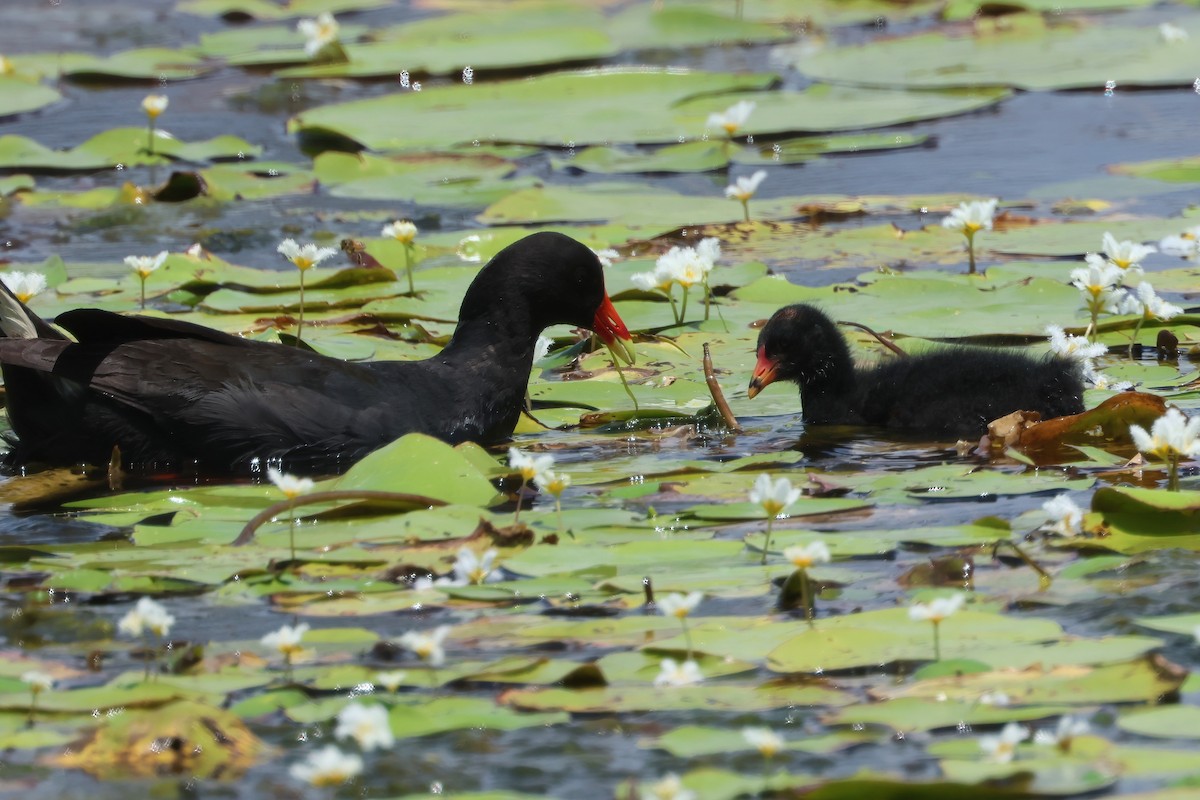 Dusky Moorhen - ML625619976