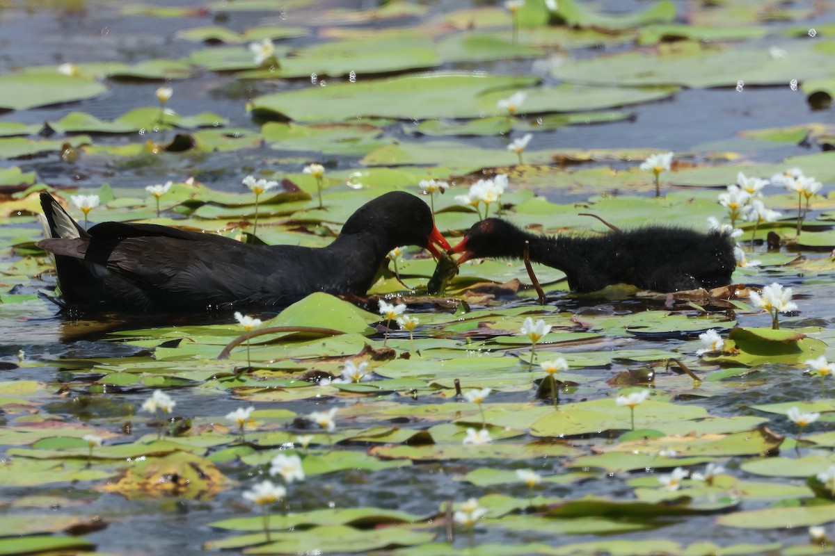 Dusky Moorhen - ML625619977