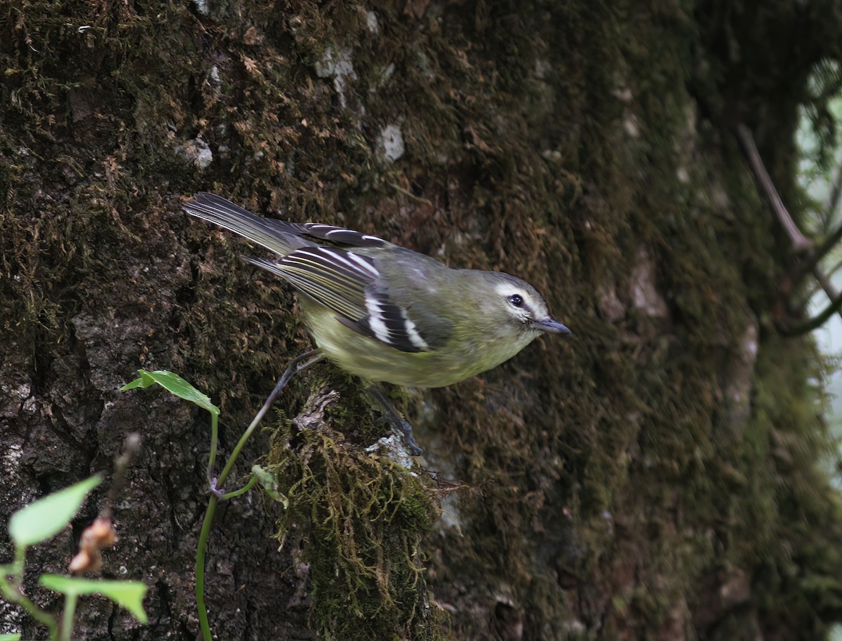 Yellow-winged Vireo - ML625619995