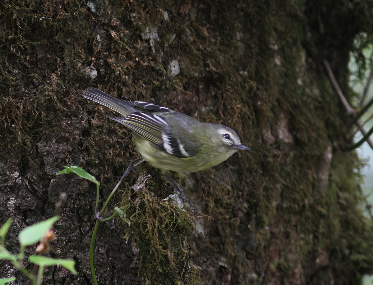 Yellow-winged Vireo - ML625619996