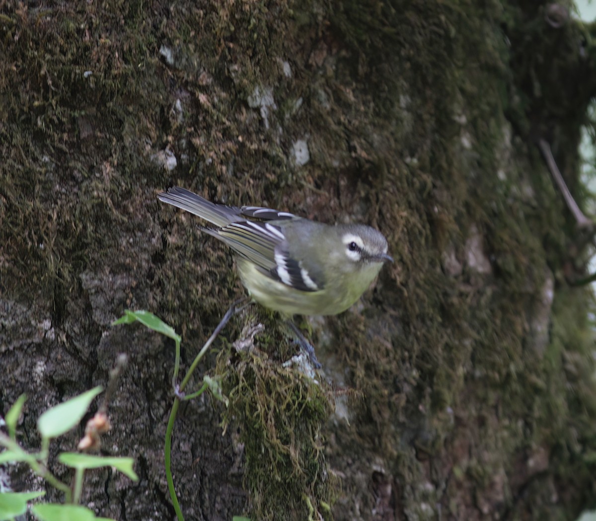 Yellow-winged Vireo - ML625619997