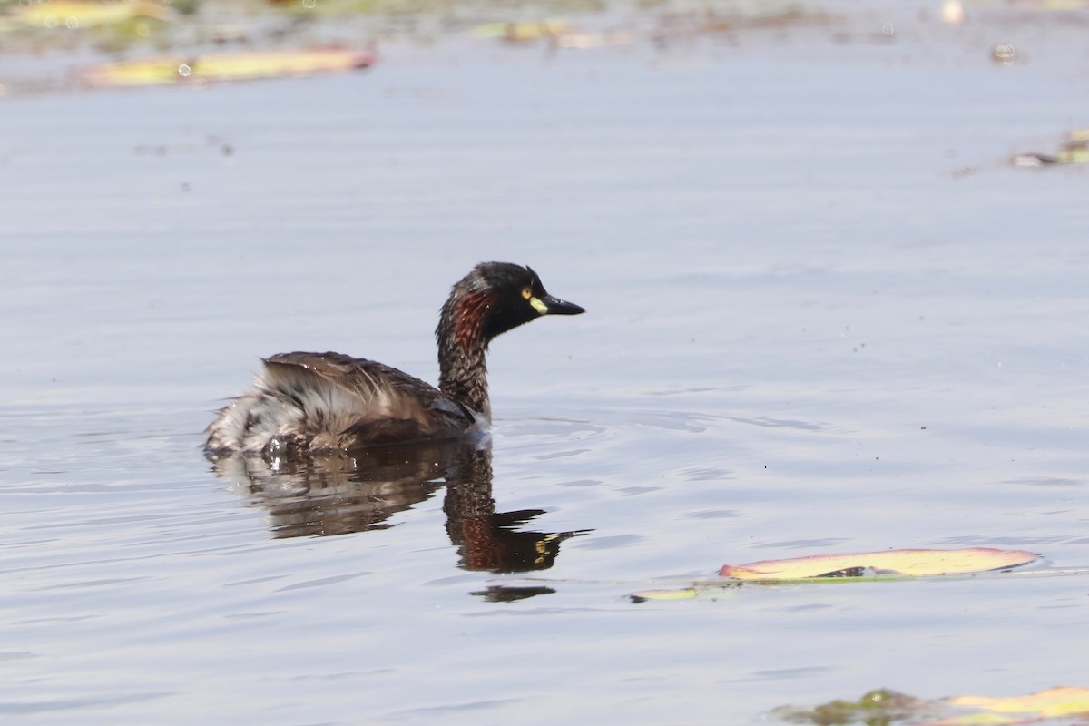 Australasian Grebe - ML625620007