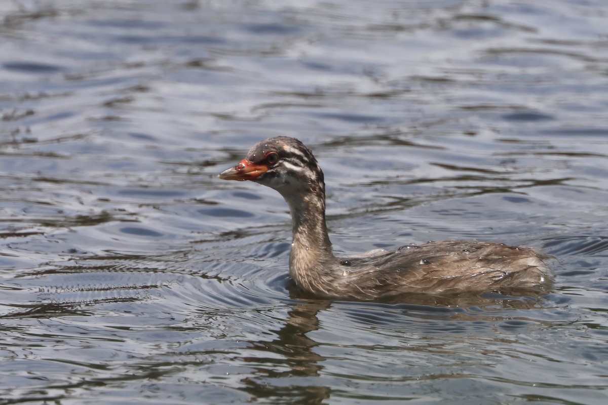 Australasian Grebe - ML625620008