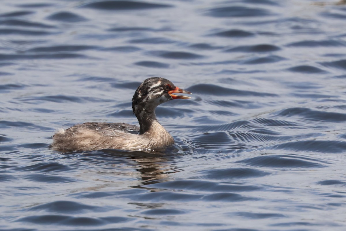 Australasian Grebe - ML625620009