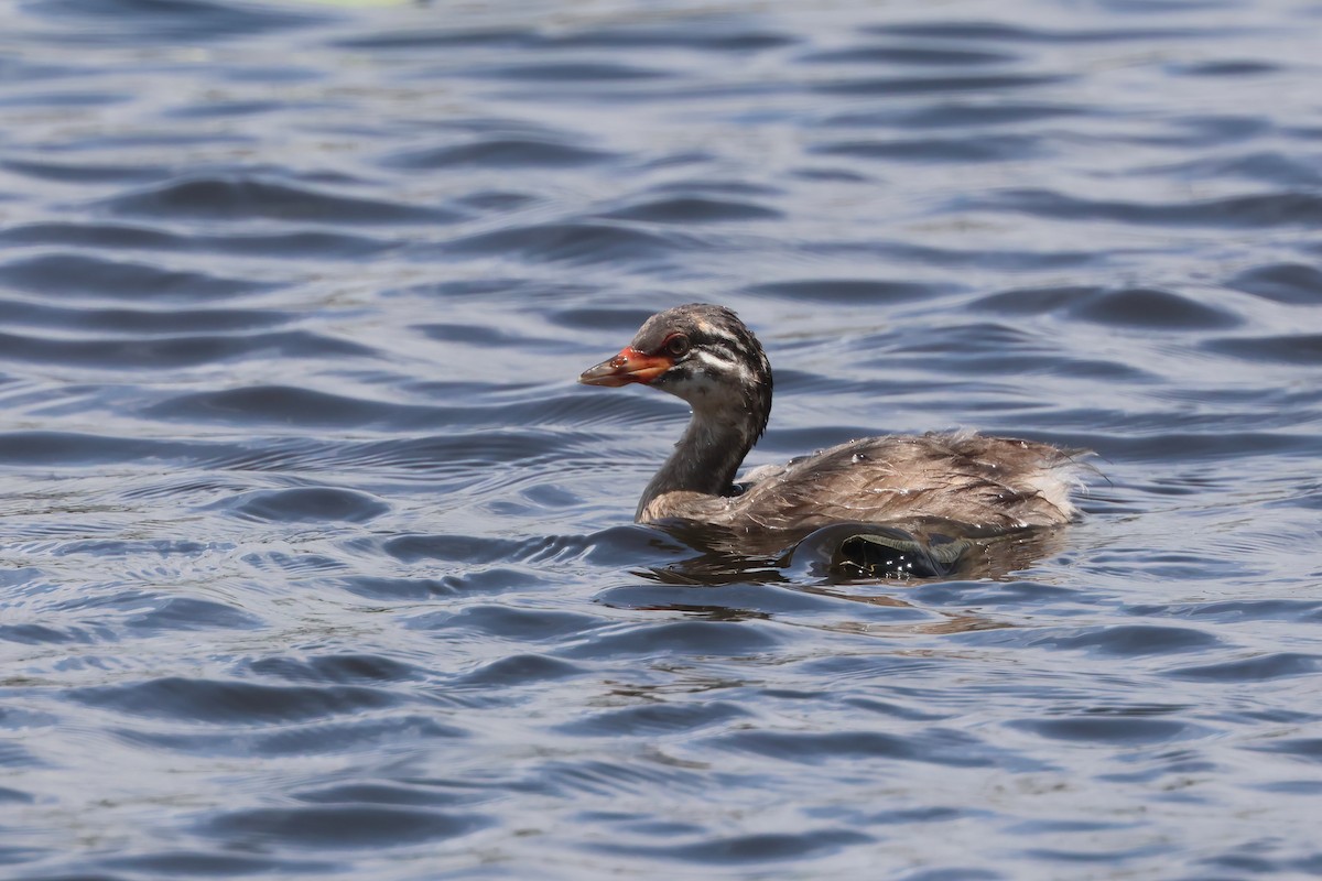 Australasian Grebe - ML625620010